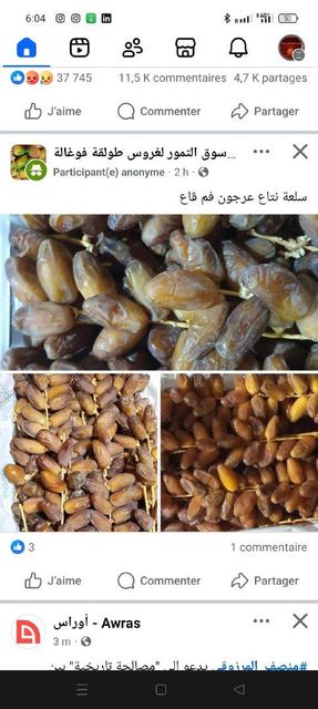 date Origin Algeria Region Deglet Nour - Image 1