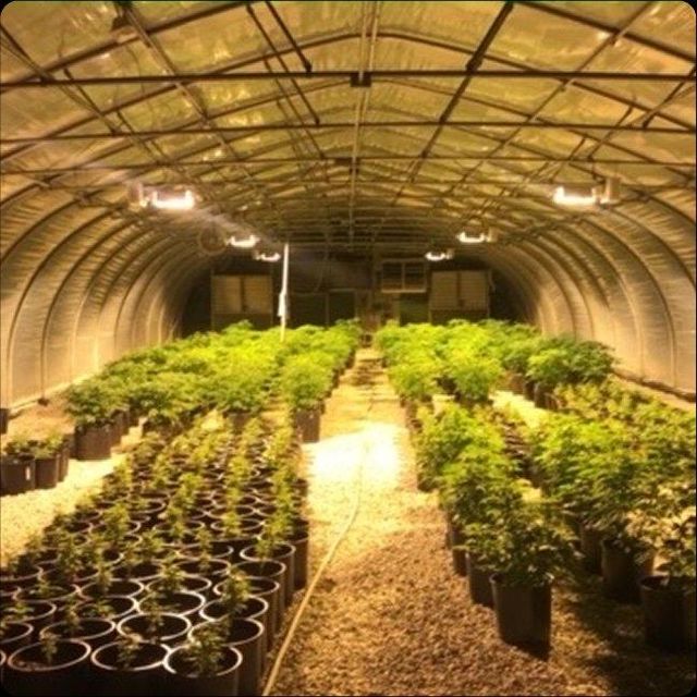 Alpha Pharms Feminized Hemp Seeds Germination Rate 99% Stock Status In Stock Unit Size 100 Seed Pack Minimum Purchase 1 Seed Pack - Image 2