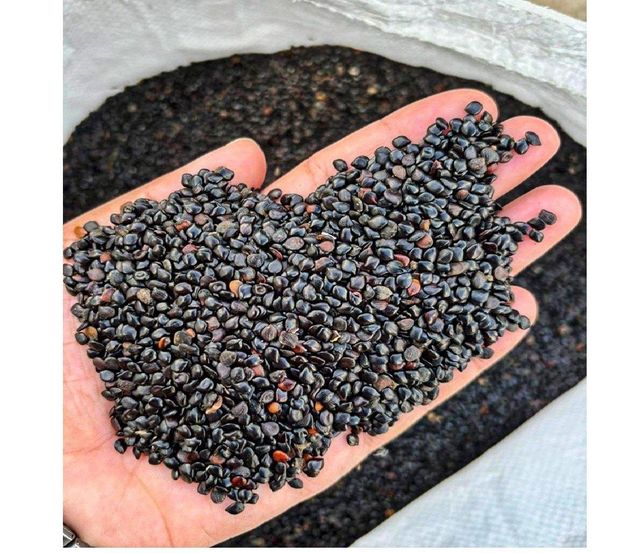🌿 Cassia Absus Seeds (Chaksu / Jasmeejaz) – India Origin | 99.5% Purity | Non-GMO - Image 3