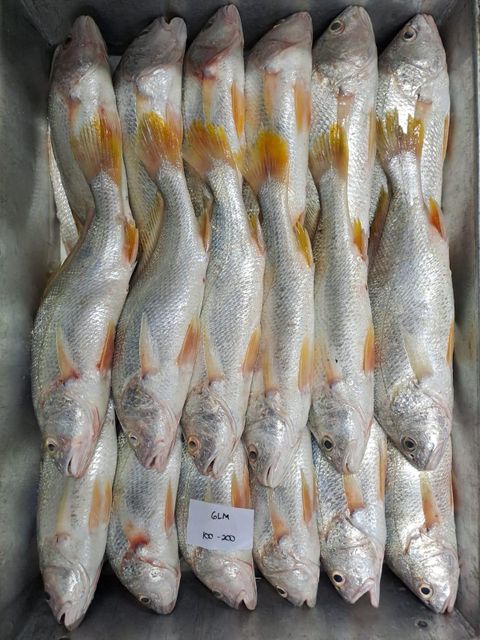 red mulet fish amd yellow croaker fish - Image 3