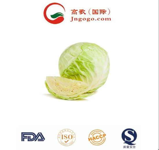 Handpicked Premium Quality Chinese Cabbage Kind Fresh Size 1.5kg Color Green Origin China Trademark GOGO HS Code - Image 4