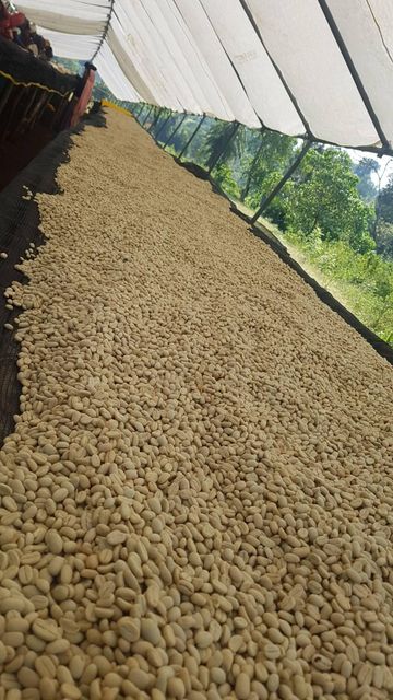 Ethiopian Green Coffee Beans Grade 1 (Yirgacheffe,Sidamo,Guji, Tepie) - Image 4