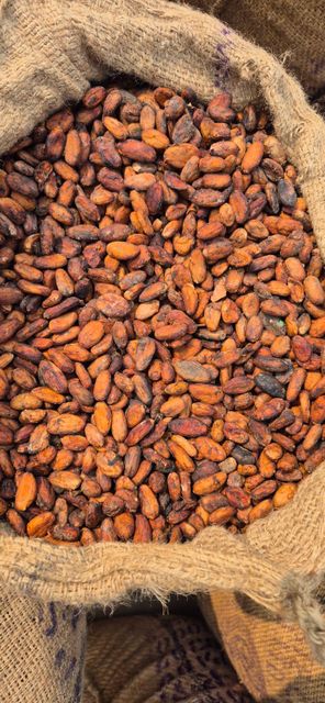 cocoa beans - Image 3