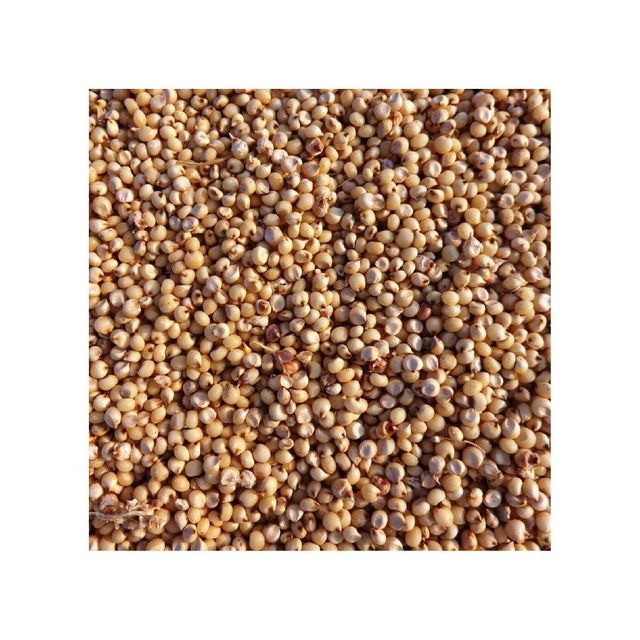 Sorghum grains wholesale bulk available for international buyers - Image 2