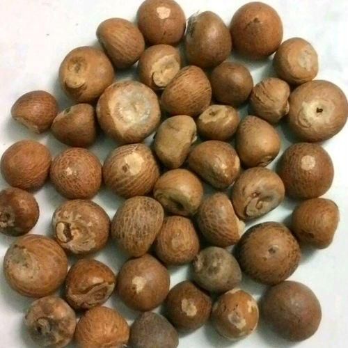 Premium Dried Betel Nuts Wholesale Bulk High Quality Areca Nuts Cheap and Affordable Supplier for Retail and Export - Image 3