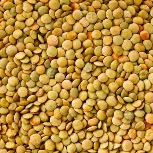 Dried Beans-Green Lentils- Green Lentils Whole (25kg) - Bulk Pack | Premium Quality | Buy Now 2 lbs – Edible Earth Farm Green Lentils (each) - Instacart - Image 2