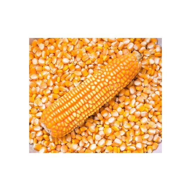 Yellow maize offered in large quantities for wholesale trade Grade A Color Yellow Features Organic Shelf Life Extended Moisture Content Low - Image 4
