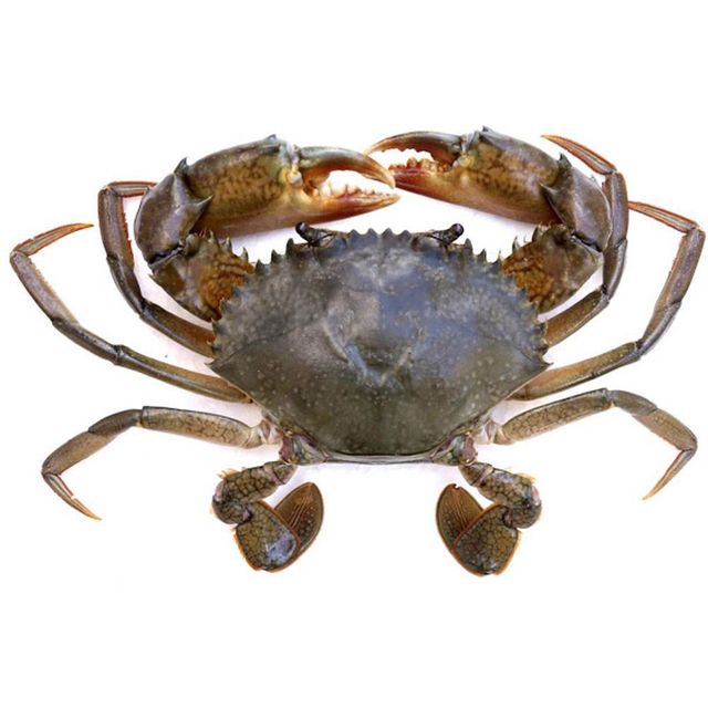 Fresh Crabs High Quality Marine Product With Strong Meat Recovery Rate And Trusted Supply For Bulk Buyer Orders - Image 5