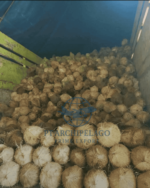 coconut mature / coconut old /semi husk coconut - Image 3