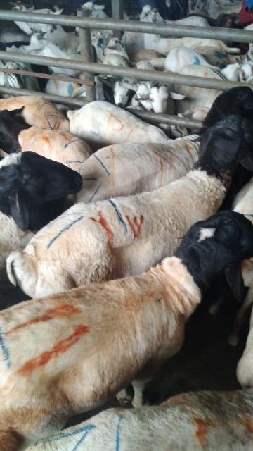Frozen Lamb Meat – Whole Carcass (Bone-In) - Image 4