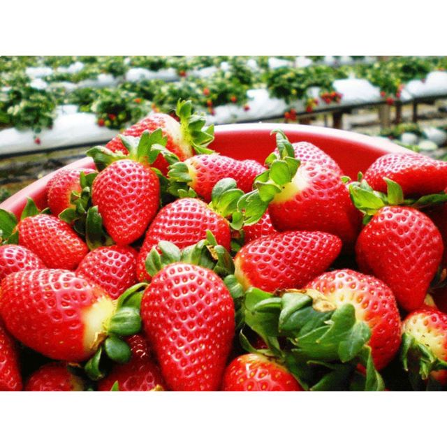 High Quality Fresh Strawberry Big Size Tasting Wholesale Clean Sweet Strawberry - Image 2
