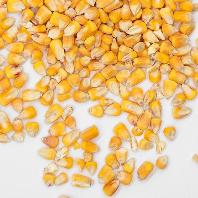 Organic Yellow Corn/Maize for Animal & Poultry Feed White Corn Sweet Corn for Human Consumption - Image 5