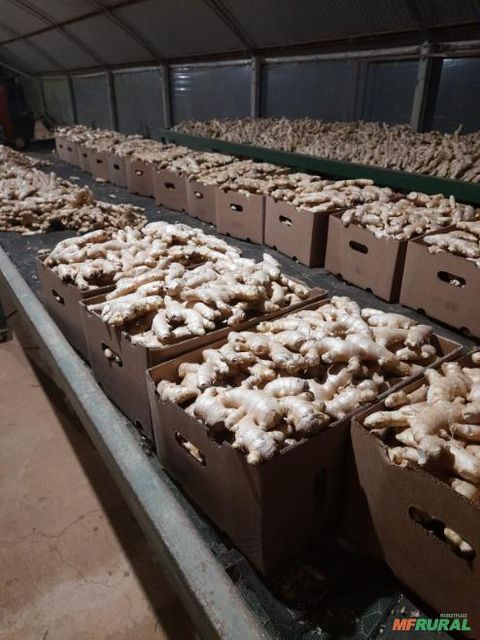 Fresh Ginger - Image 3