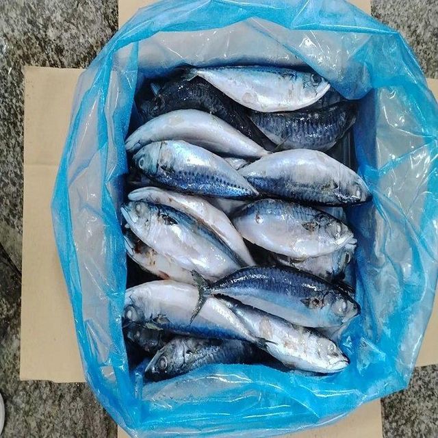 Frozen Pacific Mackerel Fish Available With Natural Taste Rich Nutrition And Reliable Seafood Solution For Retail - Image 5