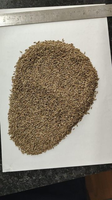 Cumin seeds - Image 1