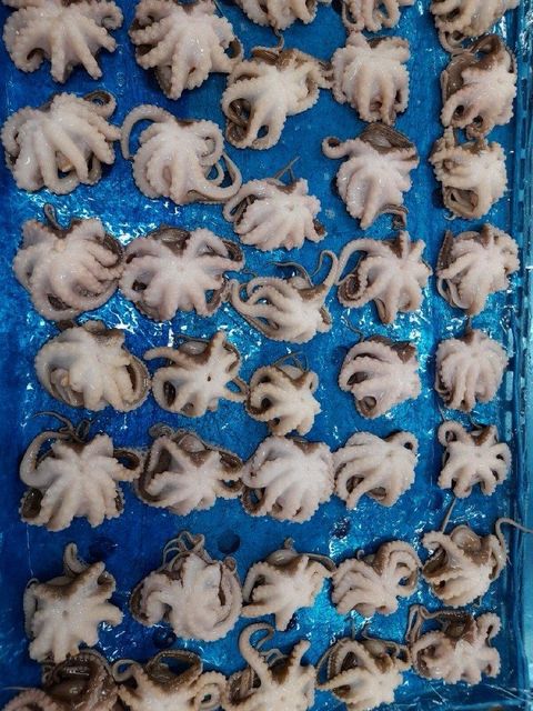 Frozen Baby Octopus Whole Cleaned (Iwadako) - Image 1