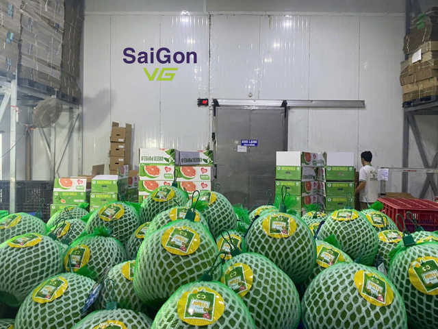 Vietnam Fresh Pomelo – Da Xanh/ Vietnamese grapefruit | Export Quality Supplier - Image 3