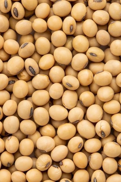 Raw Soybeans Wholesale | Yellow Soybean | High Yield | Direct from Manufacturer - Image 3