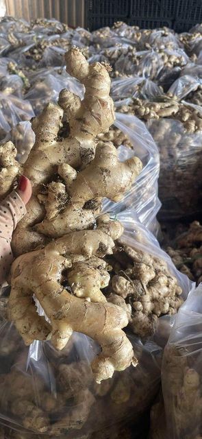 Quotation of Fresh Ginger from Vietnam origin - Image 3