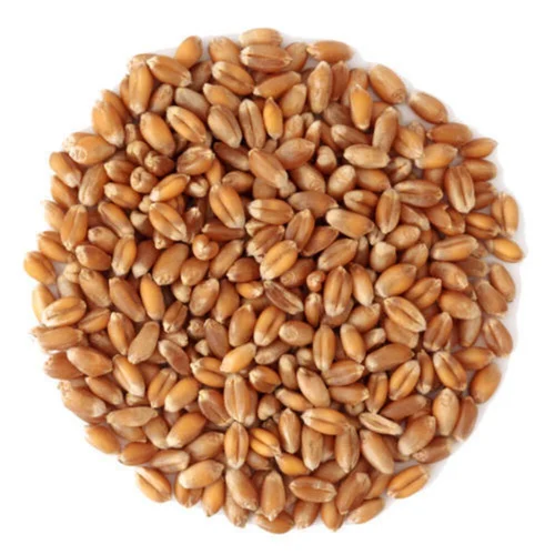 Premium Durum Wheat Grade A Purity High Quality Dried hard Wheat Grain - Image 4