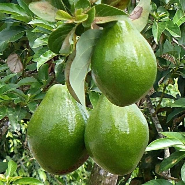 Handpicked Hass Fruit Fresh Avocado Delivered With Protective Packaging Methods And Reliable Support - Image 4