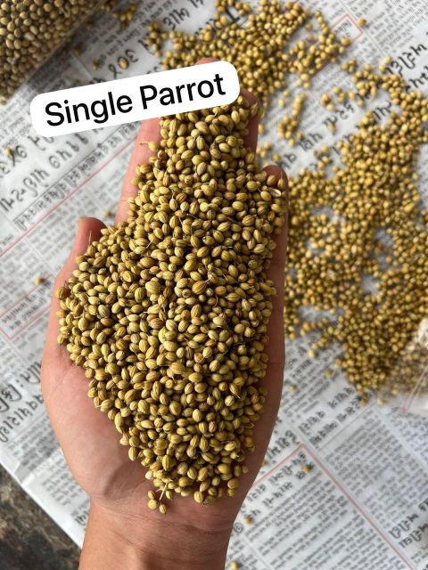 Coriander Seed - Image 4