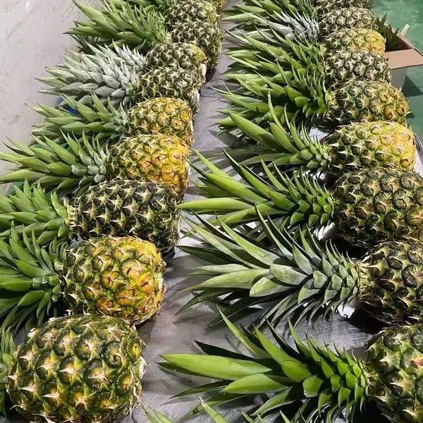 Cheapest Price Fresh Pineapple Export from Vietnam - Newest Crop & Best Quality Fresh Fruit – product photo 3, product detail gallery