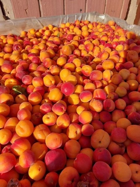 Fresh Sweet Apricots Grade A South Africa - Image 3