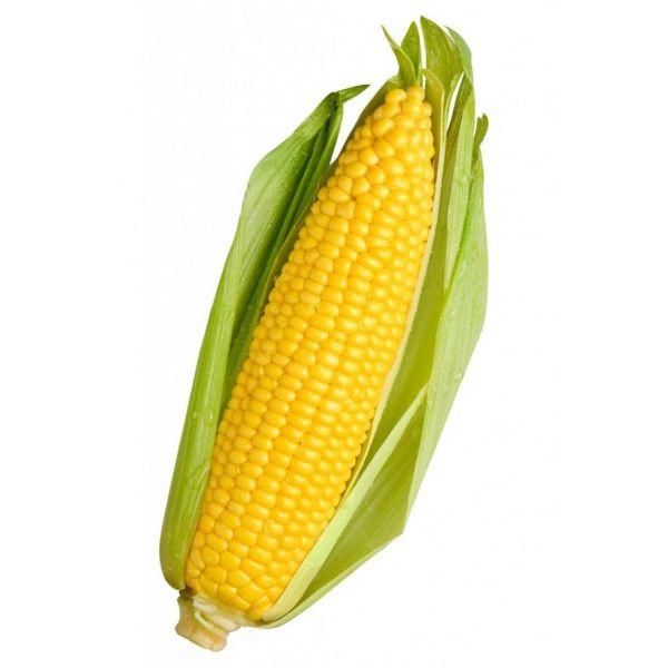 Fresh Corn Sweet Yellow Corn on Cob Wholesale Bulk Supplier Premium Quality - Image 1