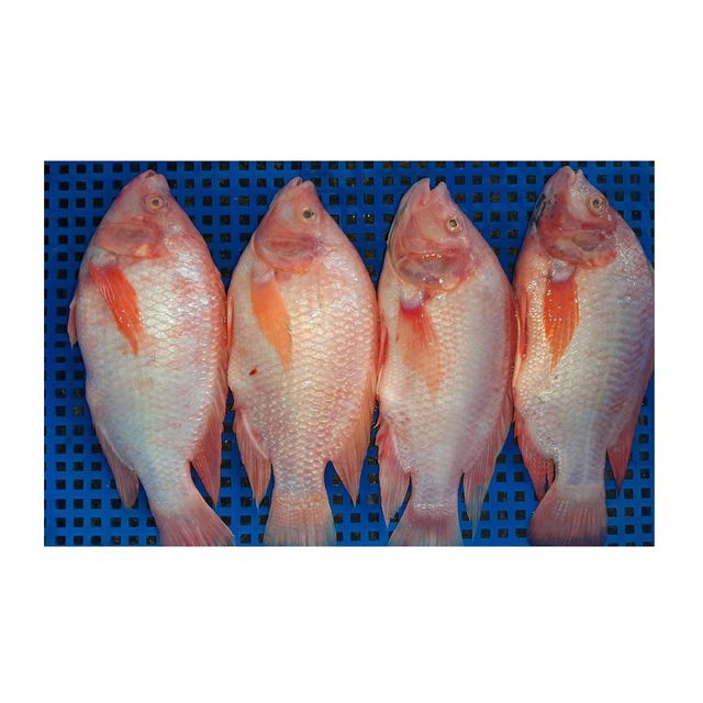 High quality Frozen seafood Frozen Red Tilapia Fish Wholesale Price - Image 4