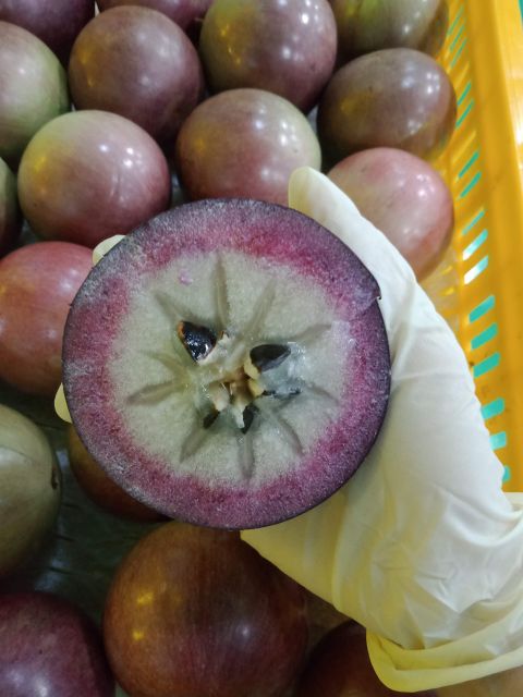 100% Natural Mature Star Apple Organic Fresh Fruit in Carton Box 8 Days Shelf Life Agriculture Products - Image 3
