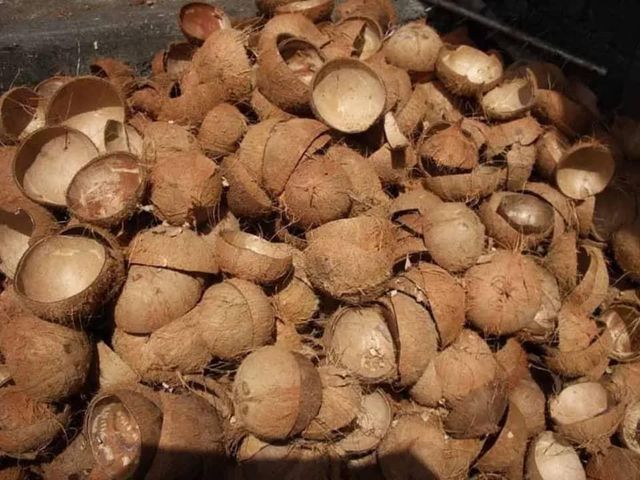 HOT DEAL EXPORT COCONUT SHELL BEST PRICE in the MARKET/ HIGH QUALITY CHEAP PRICE RAW COCONUT SHELL FROM TANZANIA +255787979235 - Image 3