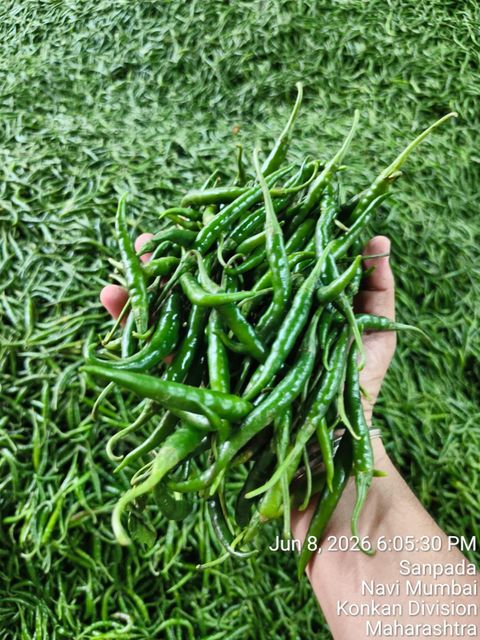 Green chili - Image 2