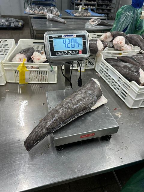 Patagonian Toothfish - Chilean Seabass - Image 2
