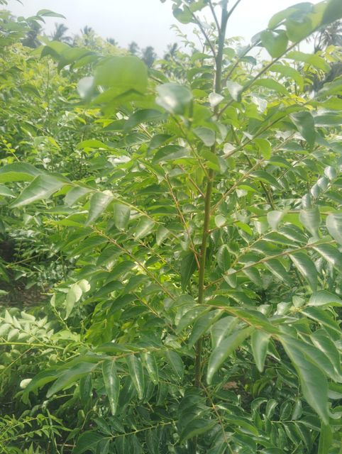 Fresh Curry Leaves - Image 5