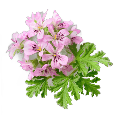 EGYPTIAN GERANIUM ESSENTIAL OIL 100% PURE & NATURAL - Image 3