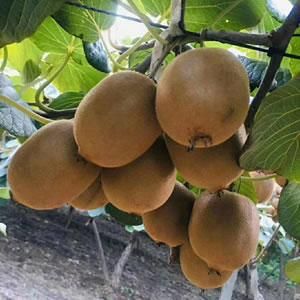 Fresh Kiwi Fruits, South African Golden Fresh Kiwi Fruits Gold Kiwi Fruits, Kiwi Gold Fresh Fruits - Image 3