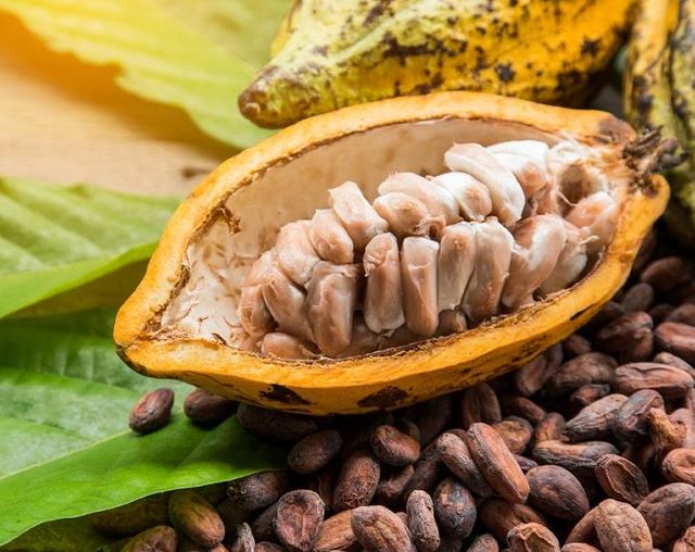 Cacao Paste Wafers - Image 3