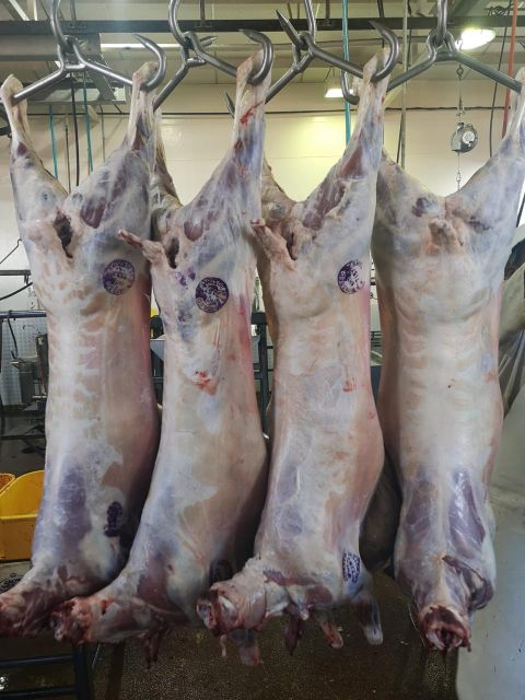 South African Lamb Origin South Africa Type Chilled and Frozen Beef Place of Origin South Africa Product Type Lamb And Mutton - Image 3