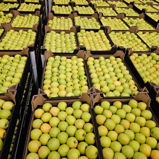 PREMIUM EXPORT QUALITY DAZZLE FRESH RED & FRESH GREEN APPLES 13Kg BOX,68-85mm FOR SALE - Image 3