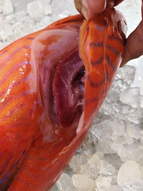 Red grouper - Image 3