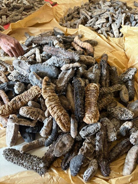 Dried Sea Cucumber Form Whole Drying Method Direct Sunlight Purity Clean From Dust And Sand Origin Indonesian, Indonesian Sea - Image 6