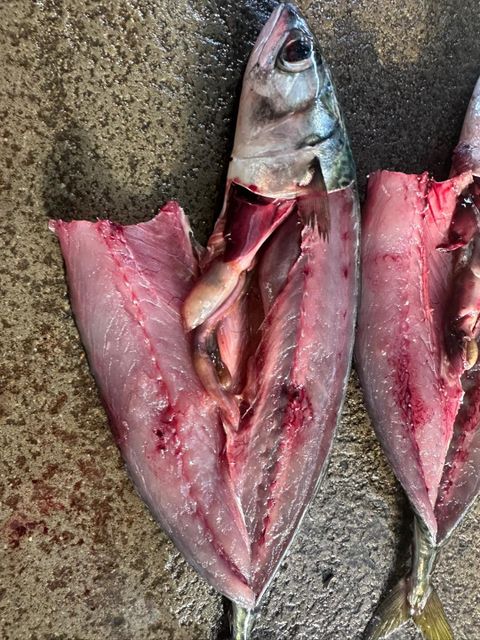 Chub Mackerel Origin South Africa Moisture Content ≤ 80% Storage Conditions -18°c Or Below Fat Content 8%–20% (varies By - Image 2