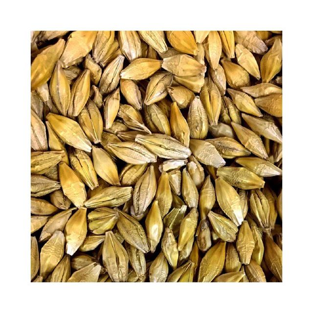 Wholesale barley grain bulk stock for supermarkets and distributors - Image 3