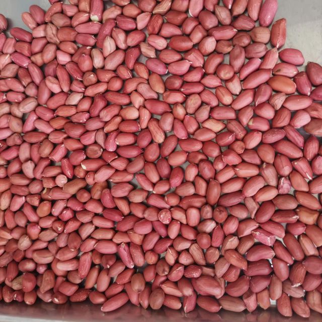 Superior Quality Raw Peanuts Kernels with Red Skin Crispy & Fresh Dried Style Squirrel Peanuts in Bulk - Image 4