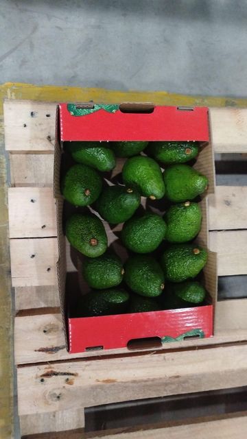 Fresh avocado Hass - Image 1