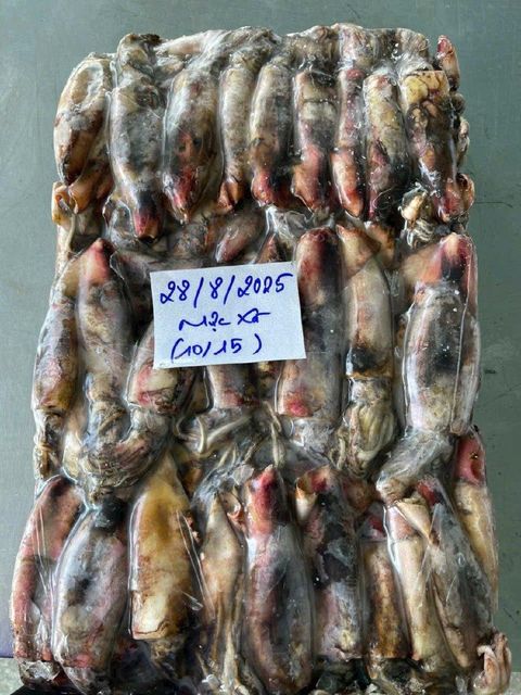 Frozen black squid whole round - Vietnam origin - Image 3