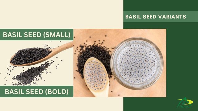 BASIL SEED Origin India Form Seed, Seeds Delivery Form Bag Fiber Content High Color BLACK, Black Shelf Life 2 Years Packing 25 Kg Pp Bag - Image 3