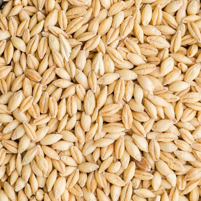 Wholesale 100% Organic Barley for Malt Barley Grain Ready for Export/ Great Barley for Sale in Bulk - Image 3