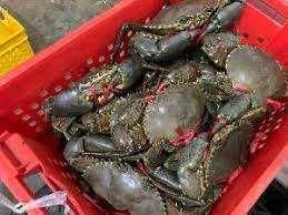 Fresh Crabs Export Quality Marine Catch With Rich Flavor Profile And Strong Market Demand For Wholesale Distribution - Image 4